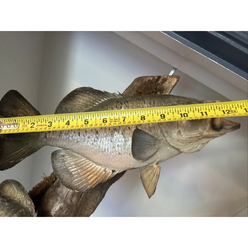 2 Fish Taxidermy Wall Mount on Driftwood (Crappie? Smallmouth Bass? - 14